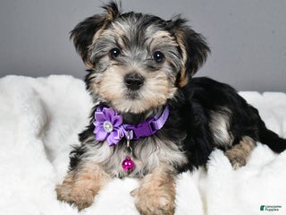 Morkie dogs Beth - Ad 40