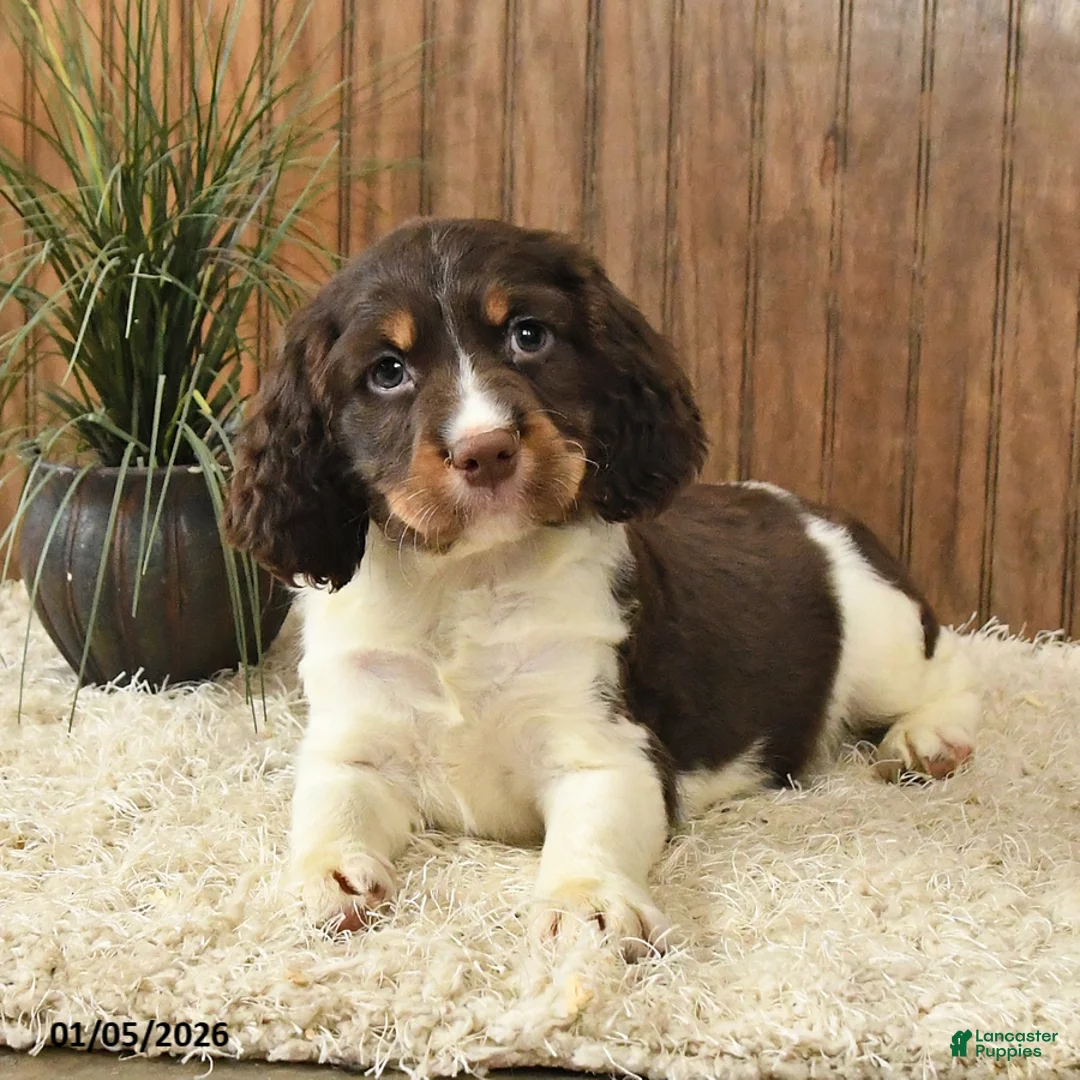 English Springer Spaniel dogs for sale: Flasher - Ad 3
