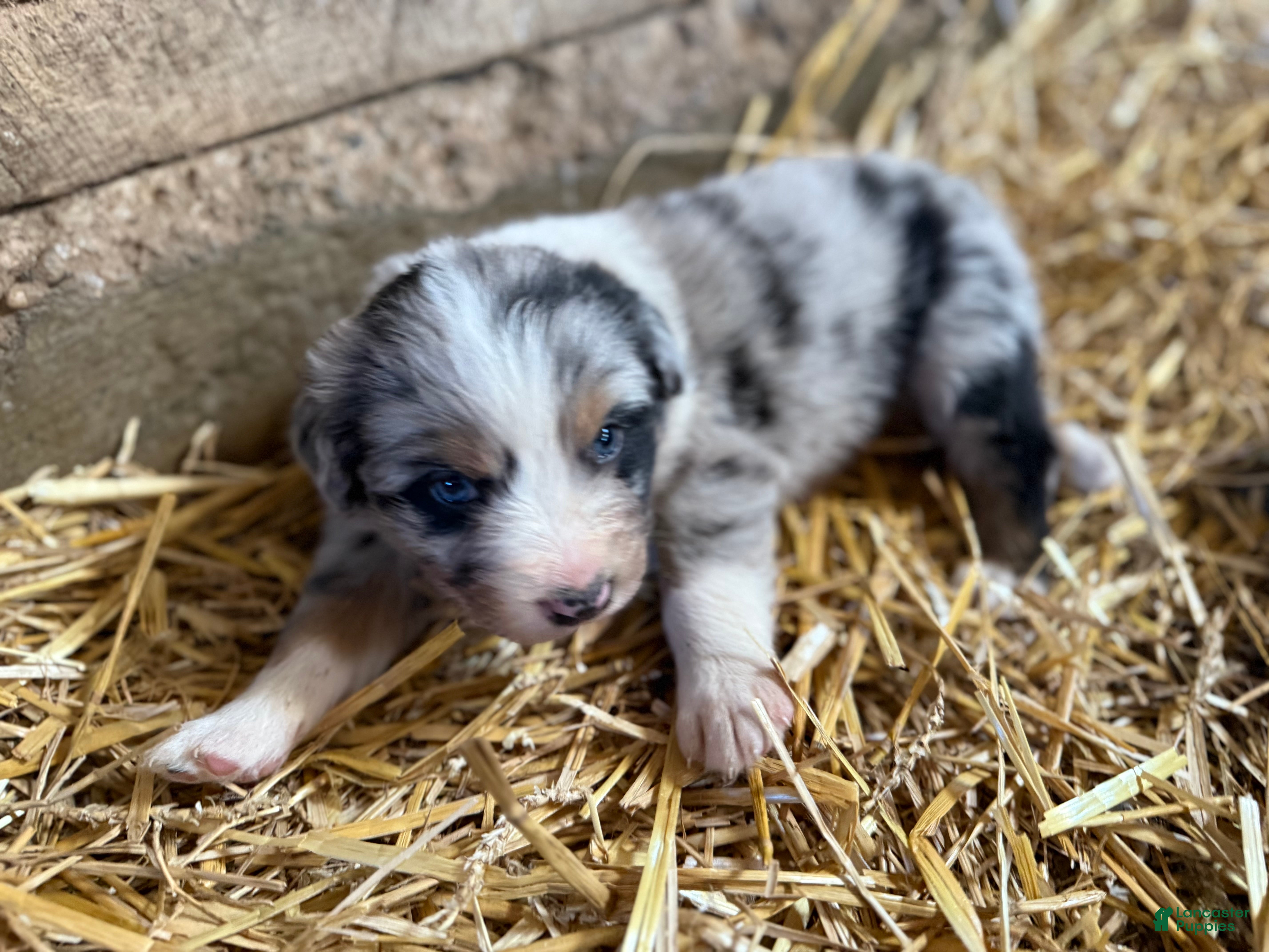 Australian Shepherd dogs Australian Shepherd Puppy 1 - Ad 2