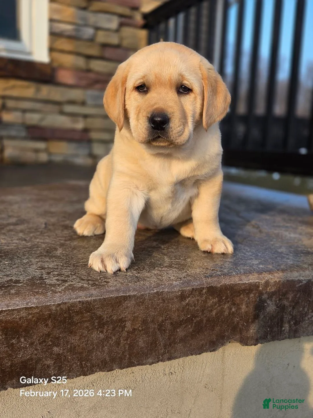 Labrador Retriever dogs for sale: Angel - Ad 1