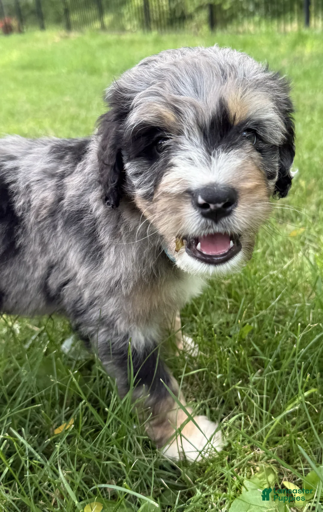 Bernedoodle dogs for sale: Colby - Ad 1