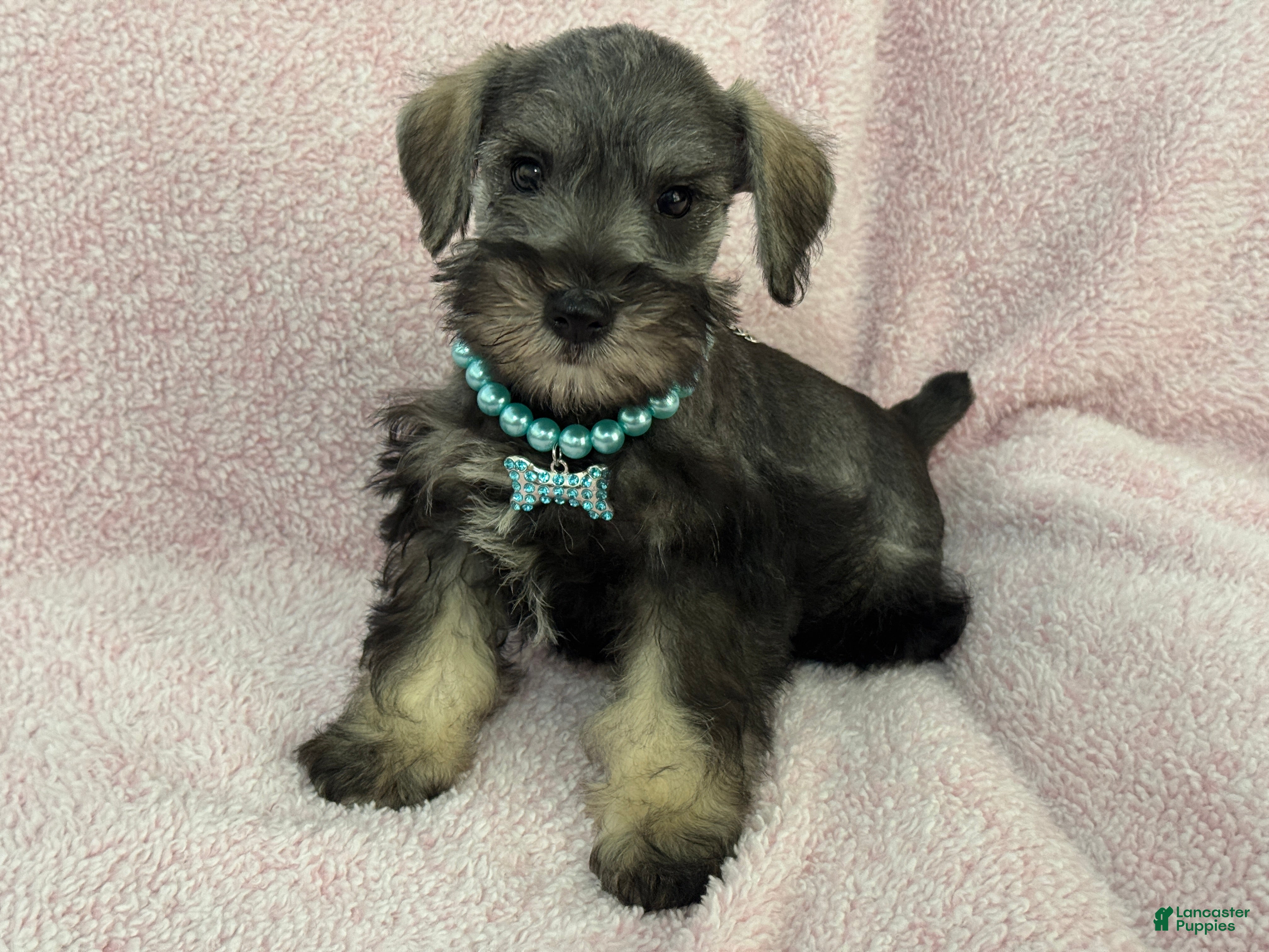 Miniature Schnauzer dogs Josie Female 5 - Ad 28