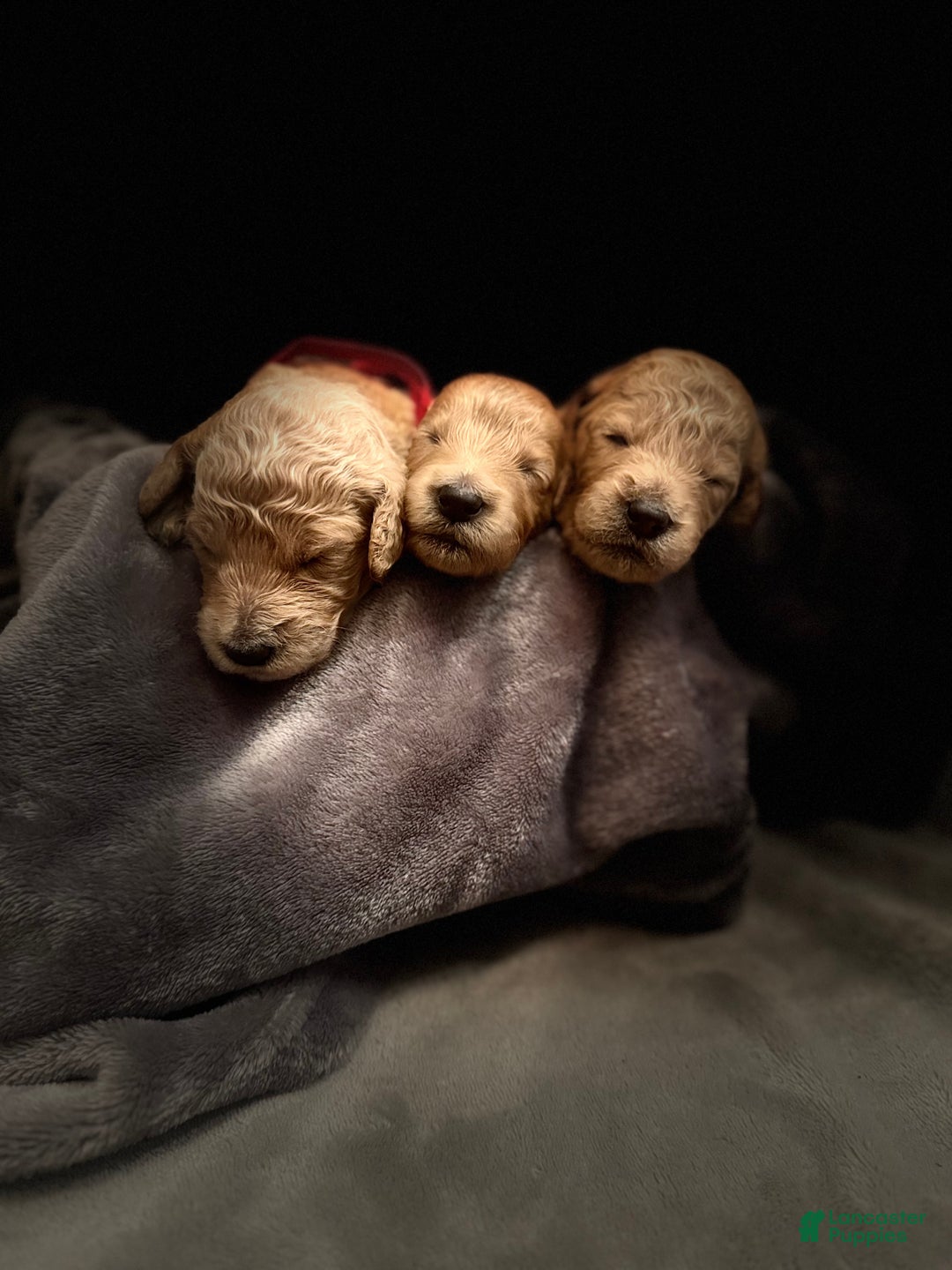 Goldendoodle dogs for sale: Goldendoodle Puppy 6 - Ad 1