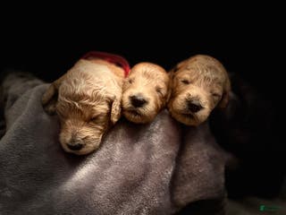 Goldendoodle dogs Goldendoodle Puppy 6 - Ad 34