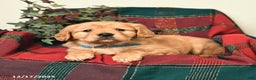 Miniature Golden Retriever dogs for sale: Tyler - Ad 2