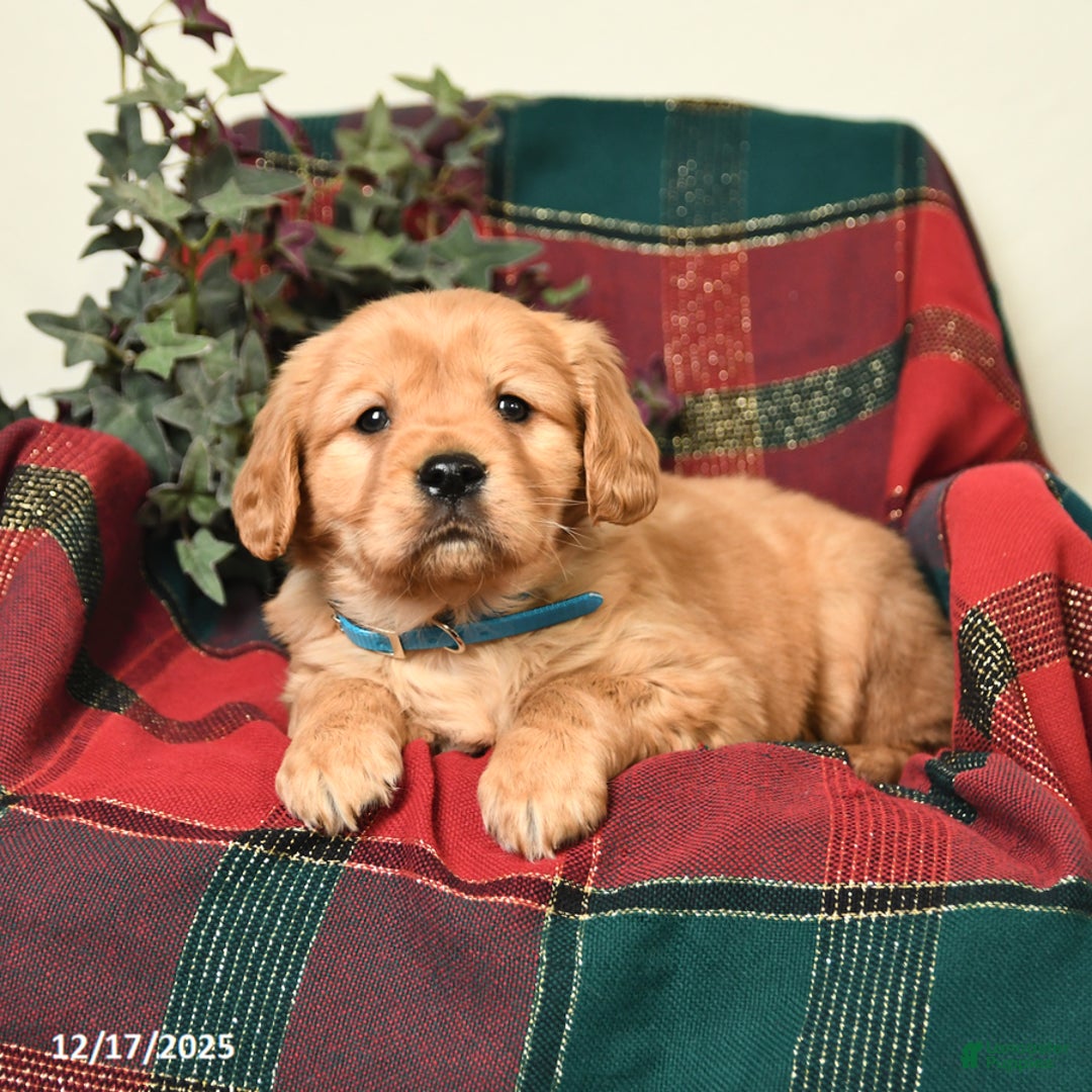 Miniature Golden Retriever dogs for sale: Tyler - Ad 2