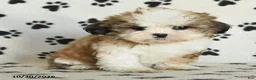 Shih Tzu dogs for sale: Princess - Ad 4