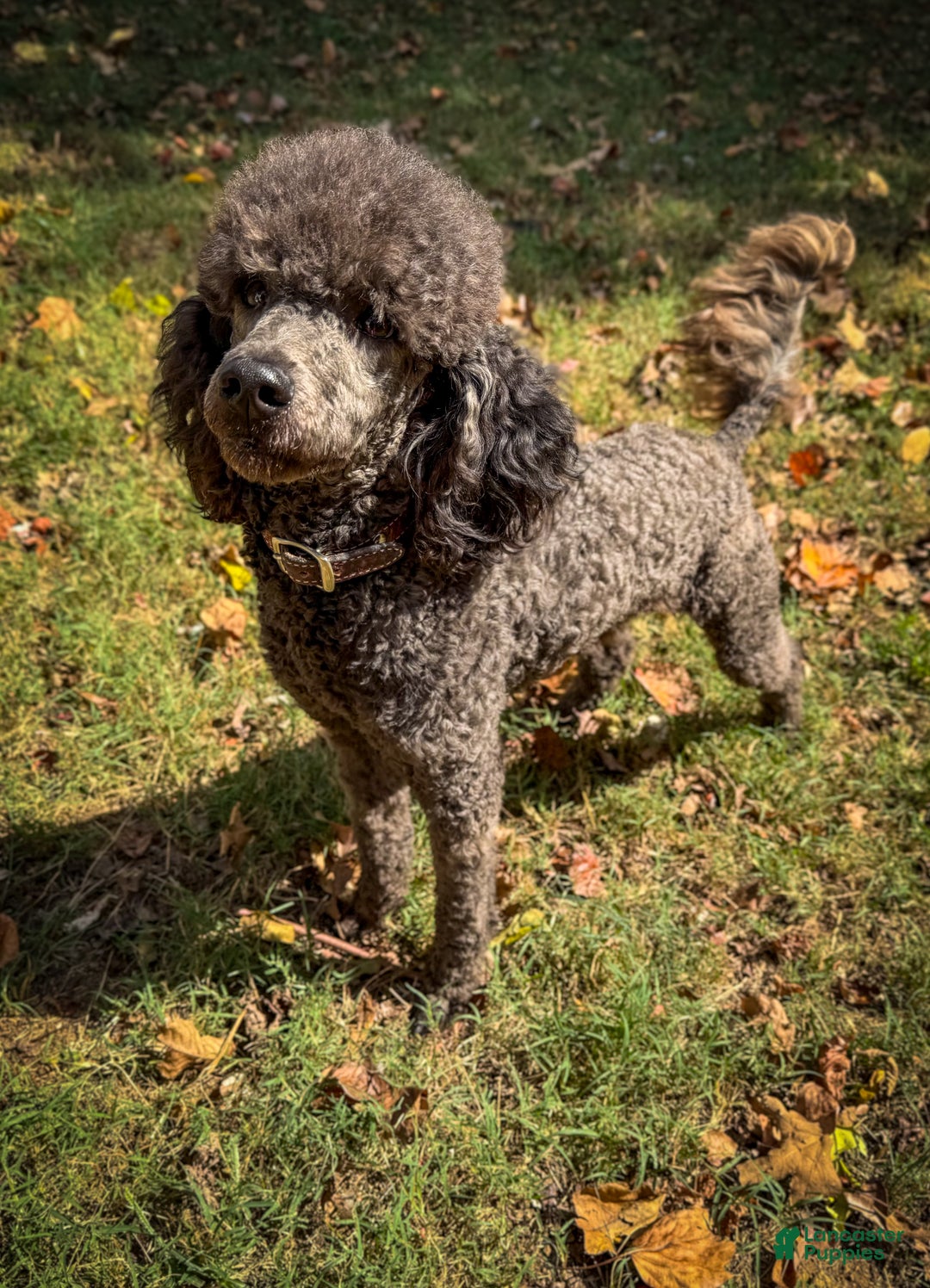 Sheepadoodle dogs for sale: Coconut Crème  - Ad 9