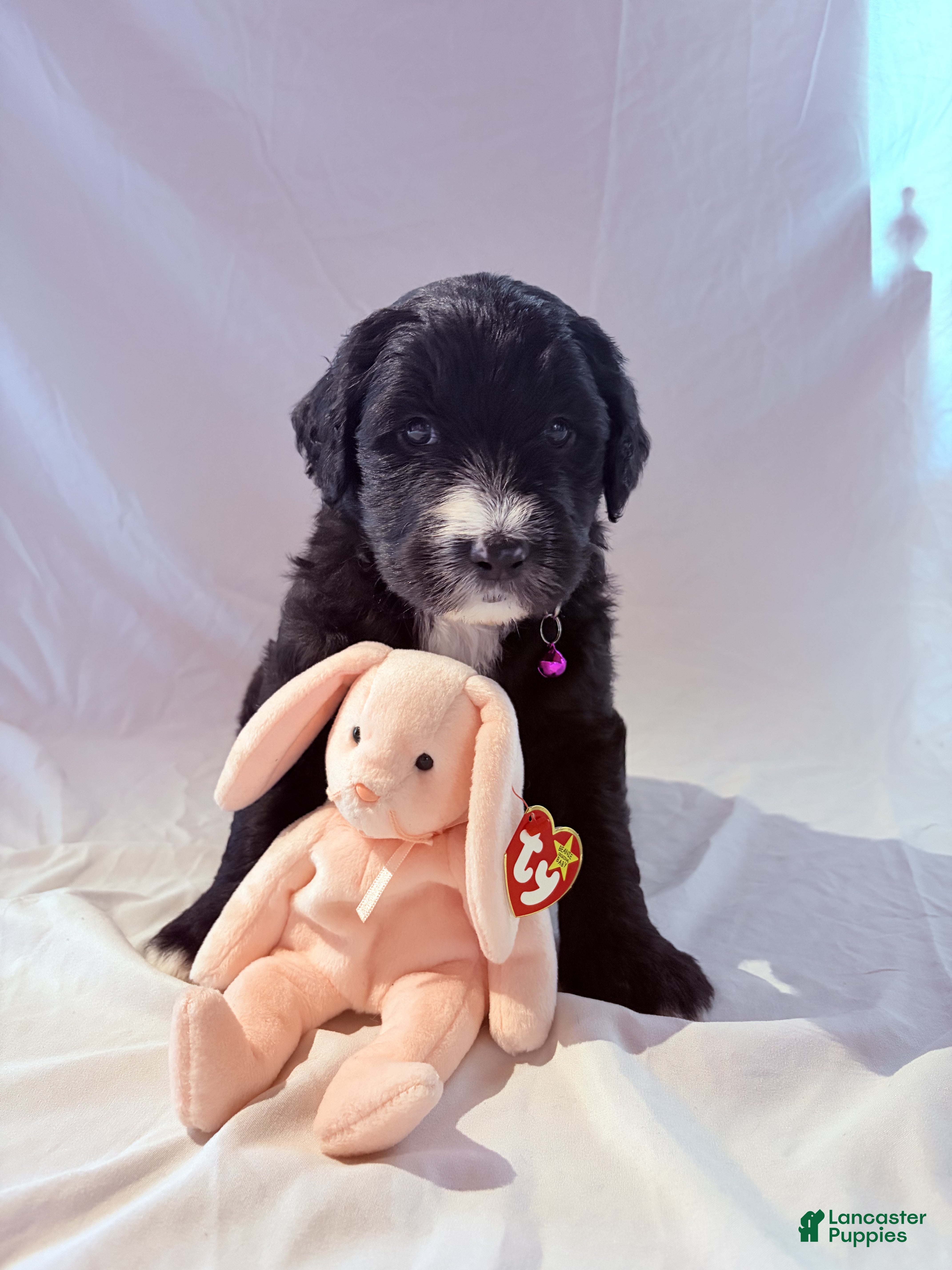 Mixed Breed dogs for sale: Estrella/Star - Ad 2