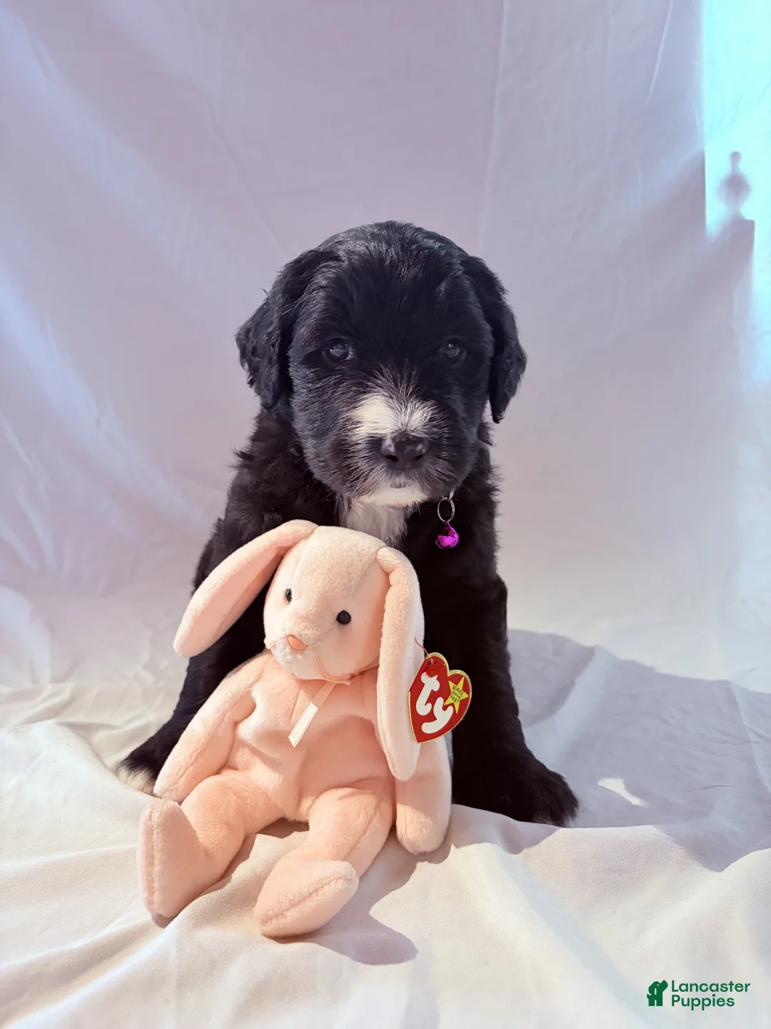 Mixed Breed dogs for sale: Estrella/Star - Ad 1