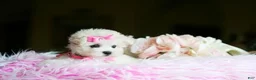 Maltese dogs for sale: Maltese 1 - Ad 3