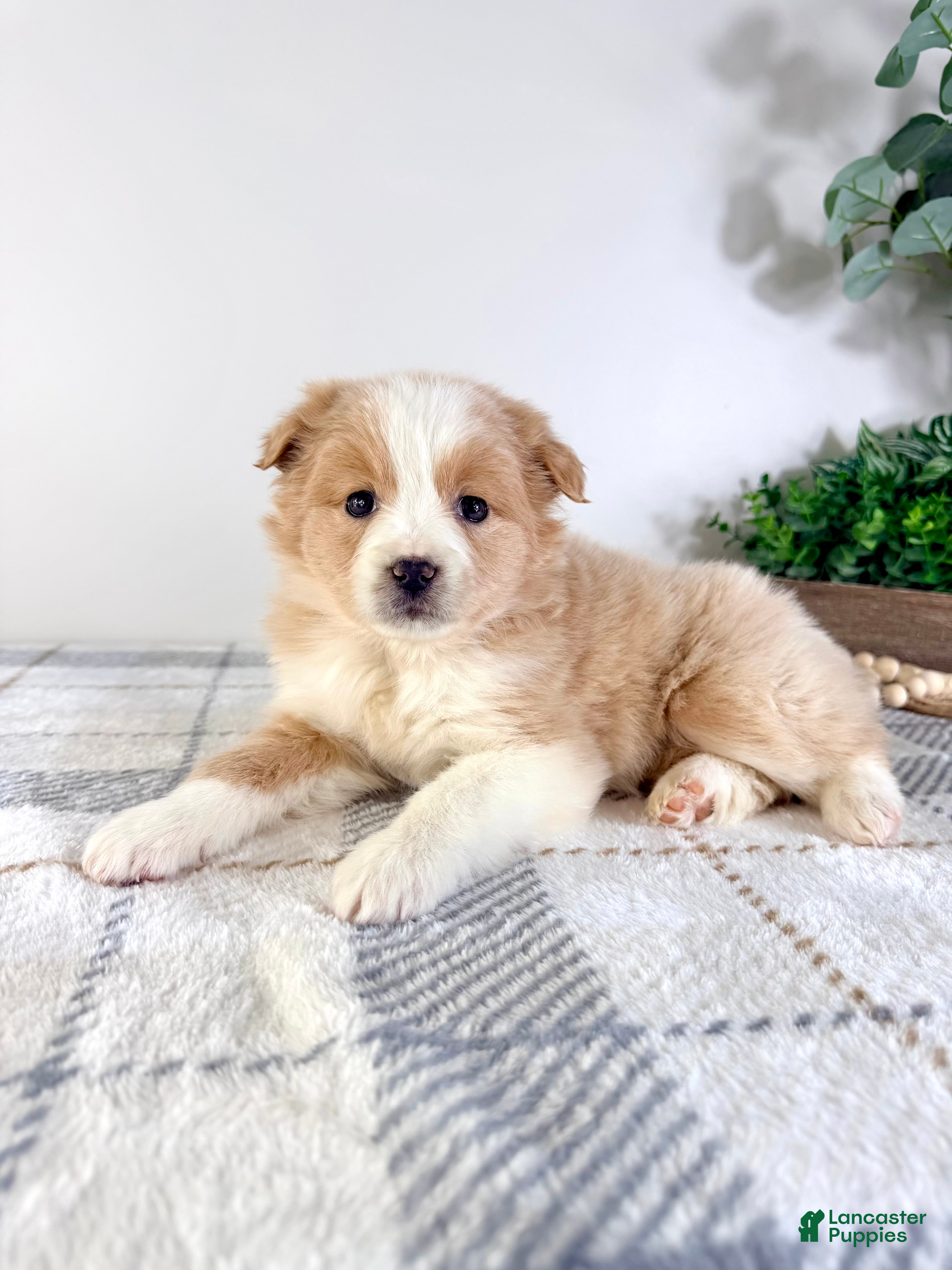 Mixed Breed dogs Maple - Ad 28