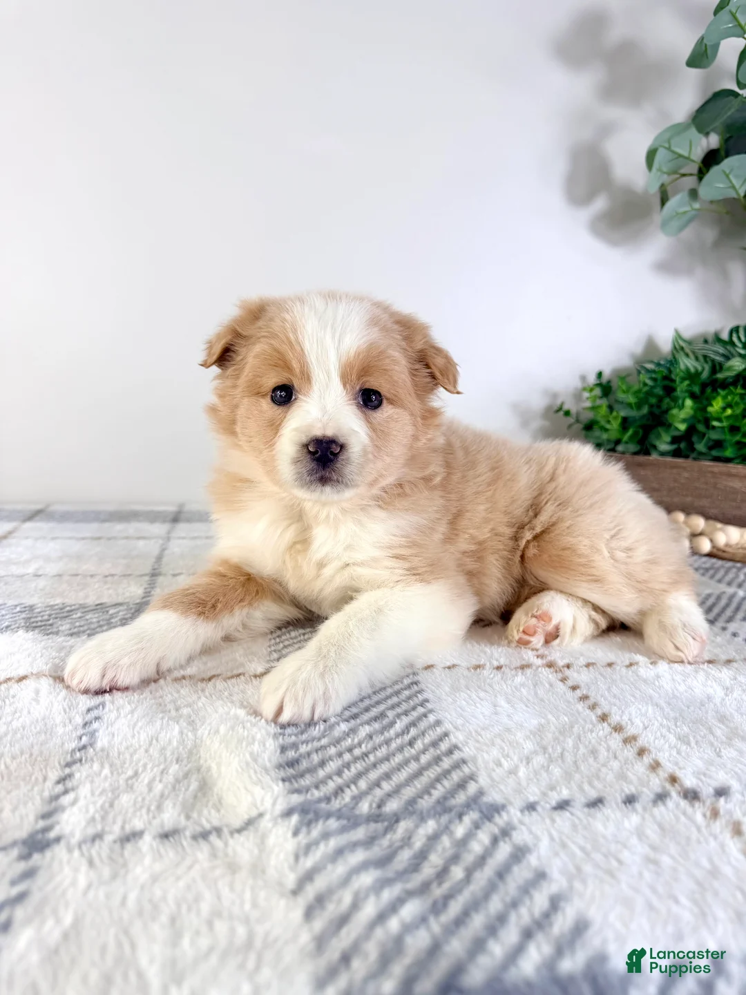 Mixed Breed dogs for sale: Maple - Ad 1