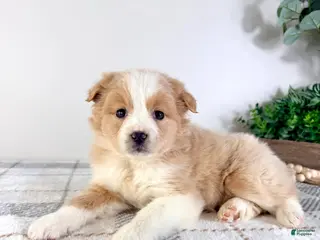 Mixed Breed dogs Maple - Ad 28