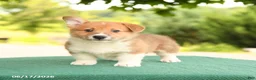 Welsh Corgi Pembroke dogs for sale: Jesse - Ad 2