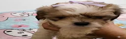 Shih Tzu dogs for sale: Shih Tzu 1 - Ad 4