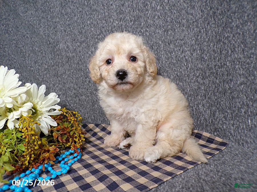 Bichpoo dogs Tyson - Ad 2