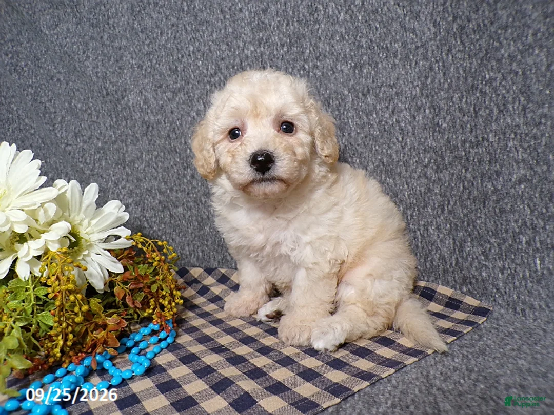 Bichpoo dogs for sale: Tyson - Ad 2