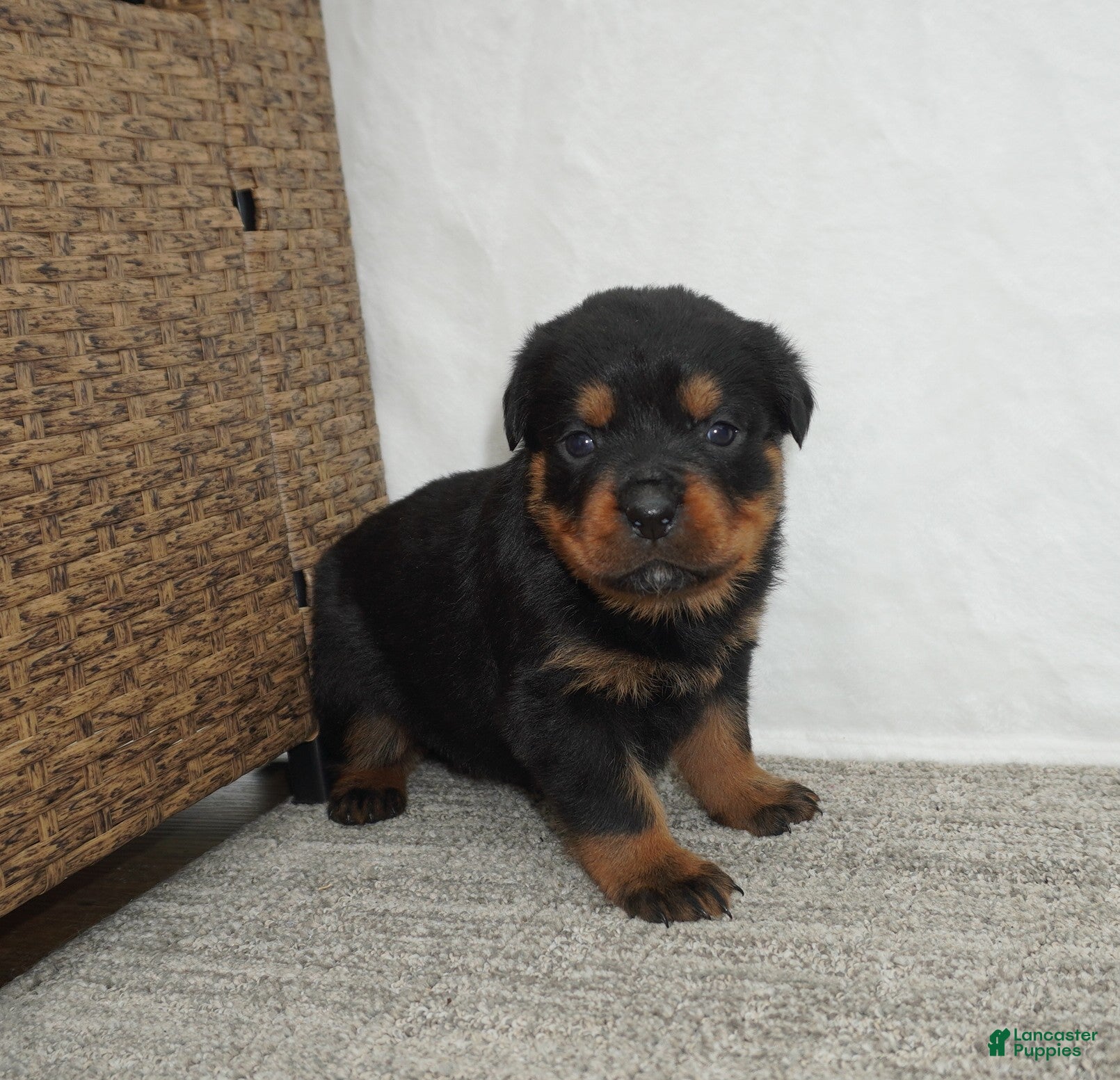 Rottweiler dogs Remi - Ad 1