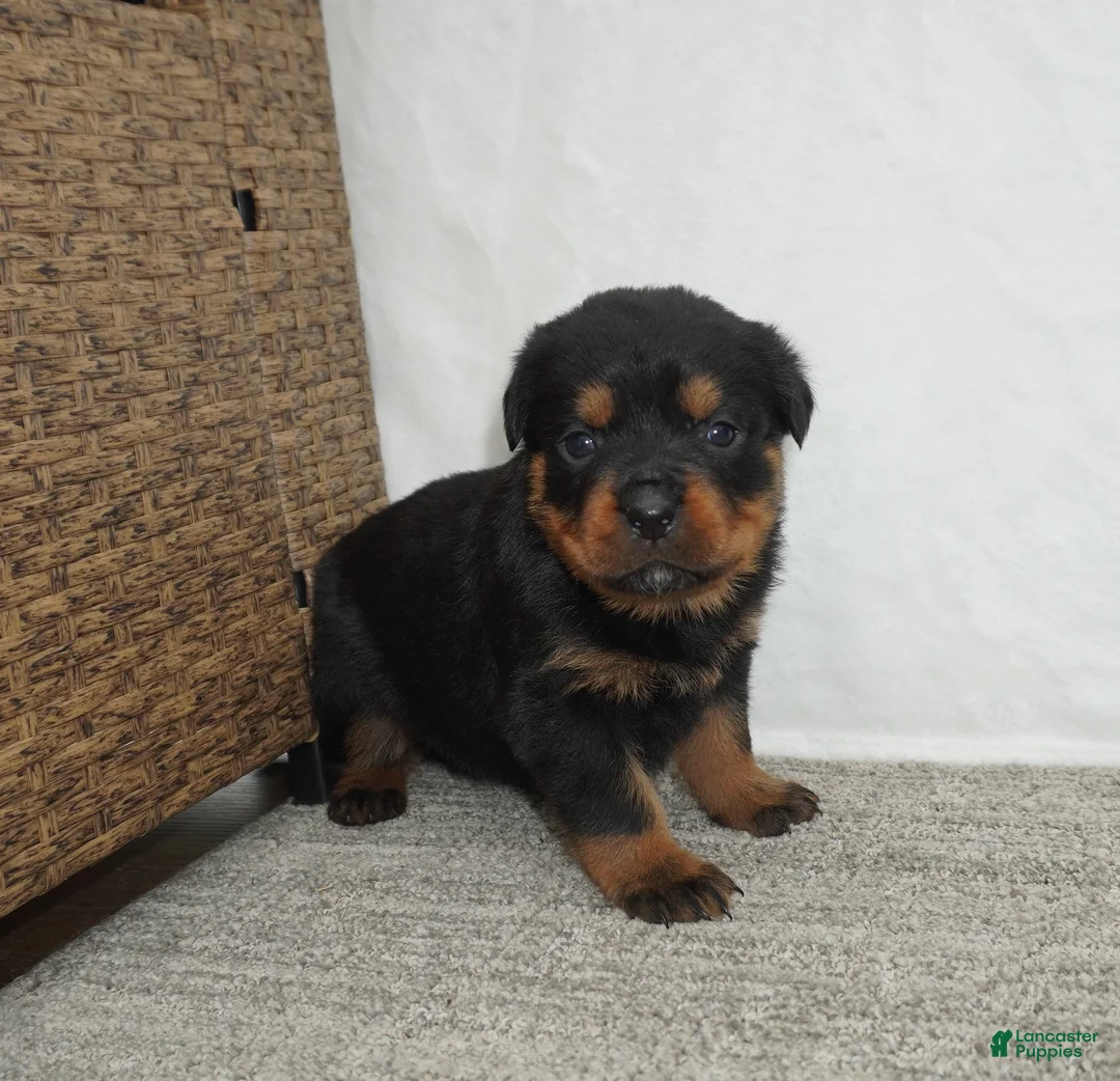 Rottweiler dogs for sale: Remi - Ad 1