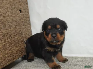 Rottweiler dogs for sale: Remi - Ad 1