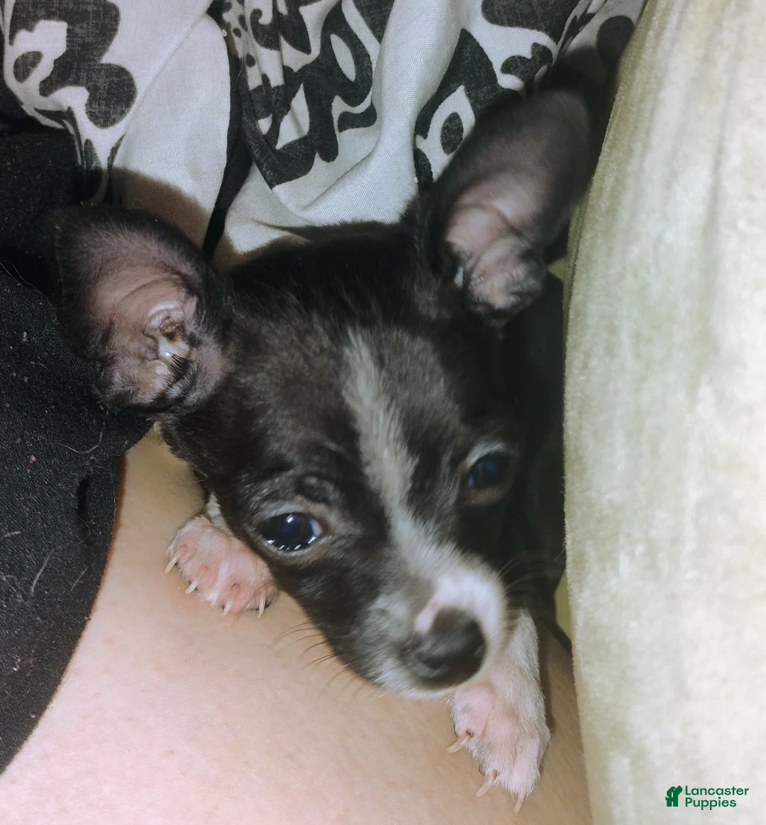 Chihuahua dogs for sale: Chihuahua Puppy 1 - Ad 1