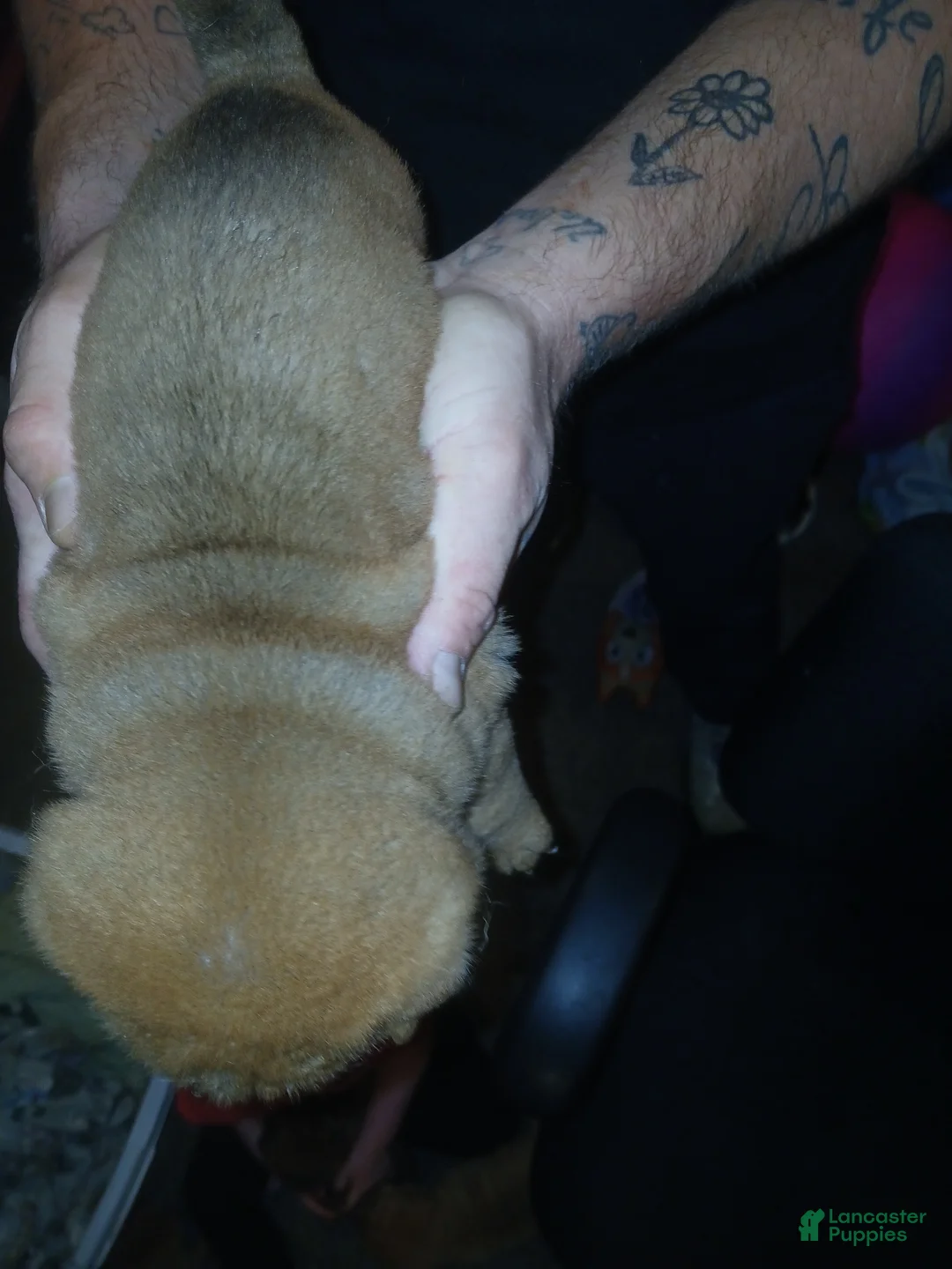 Shar Pei dogs for sale: Shar Pei Puppy 2 - Ad 2