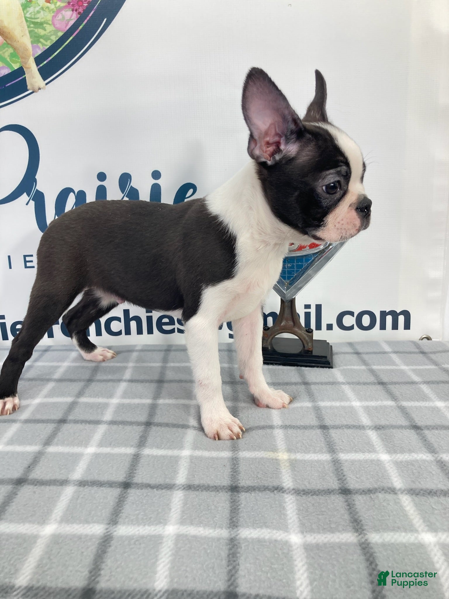 Boston Terrier dogs Cody Boston Terrier Puppy  - Ad 2