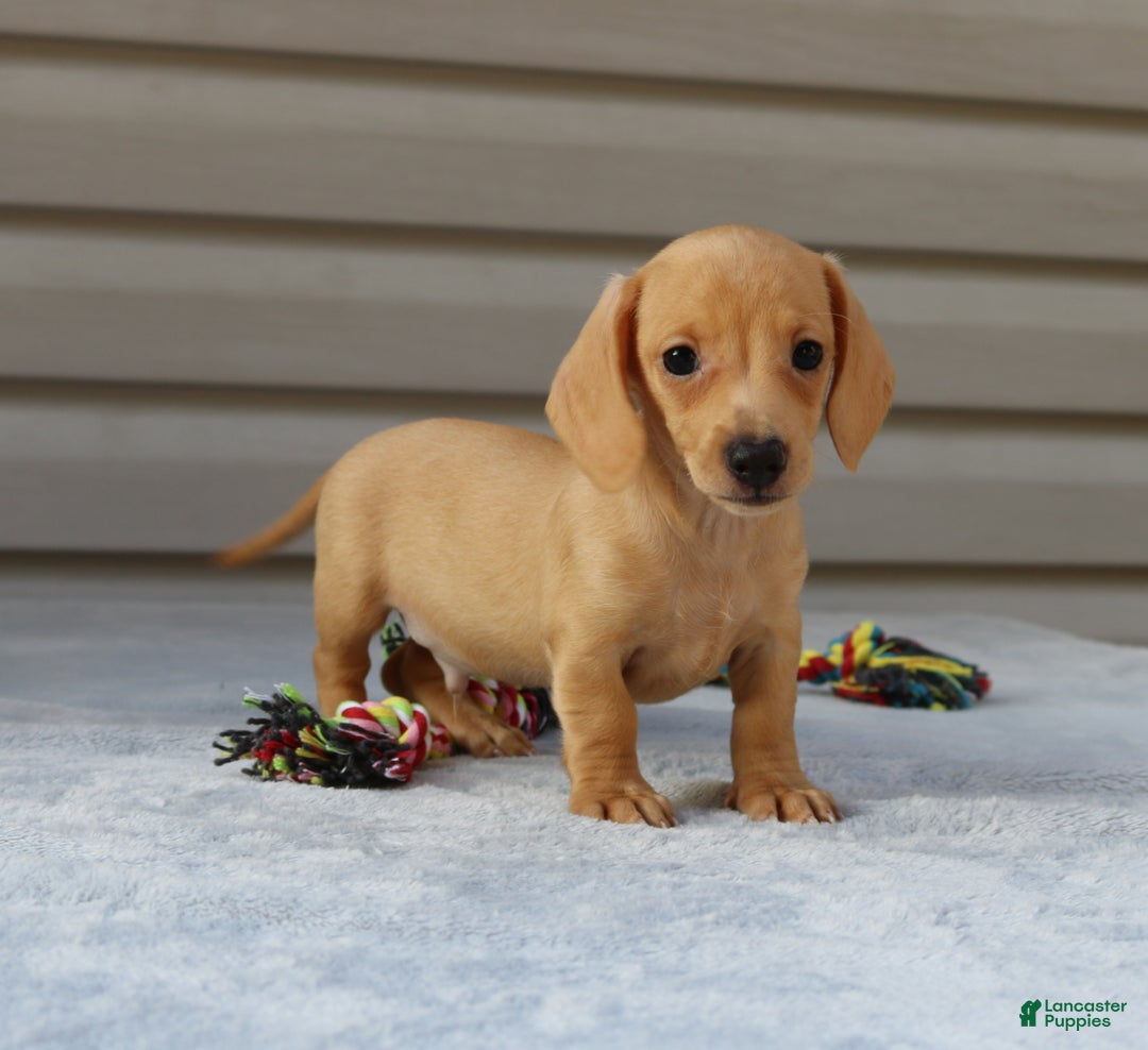 Wiener Dog Millers Miniature Dachshunds Red Long Hair Dachshund