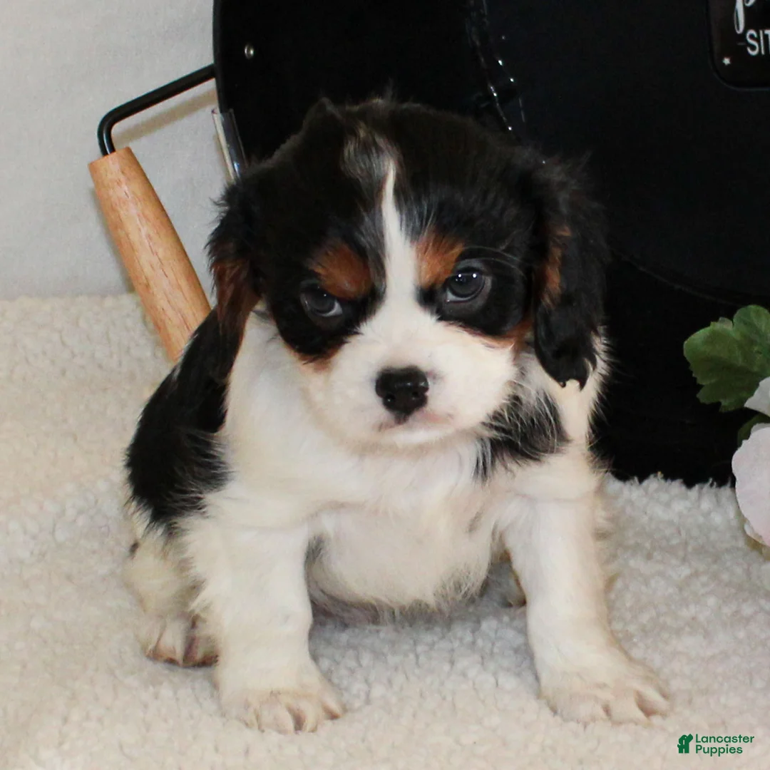 Cavalier King Charles Spaniel dogs for sale: Joey  - Ad 3