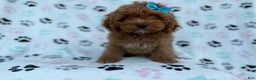 Cockapoo dogs for sale: Joy - Ad 7