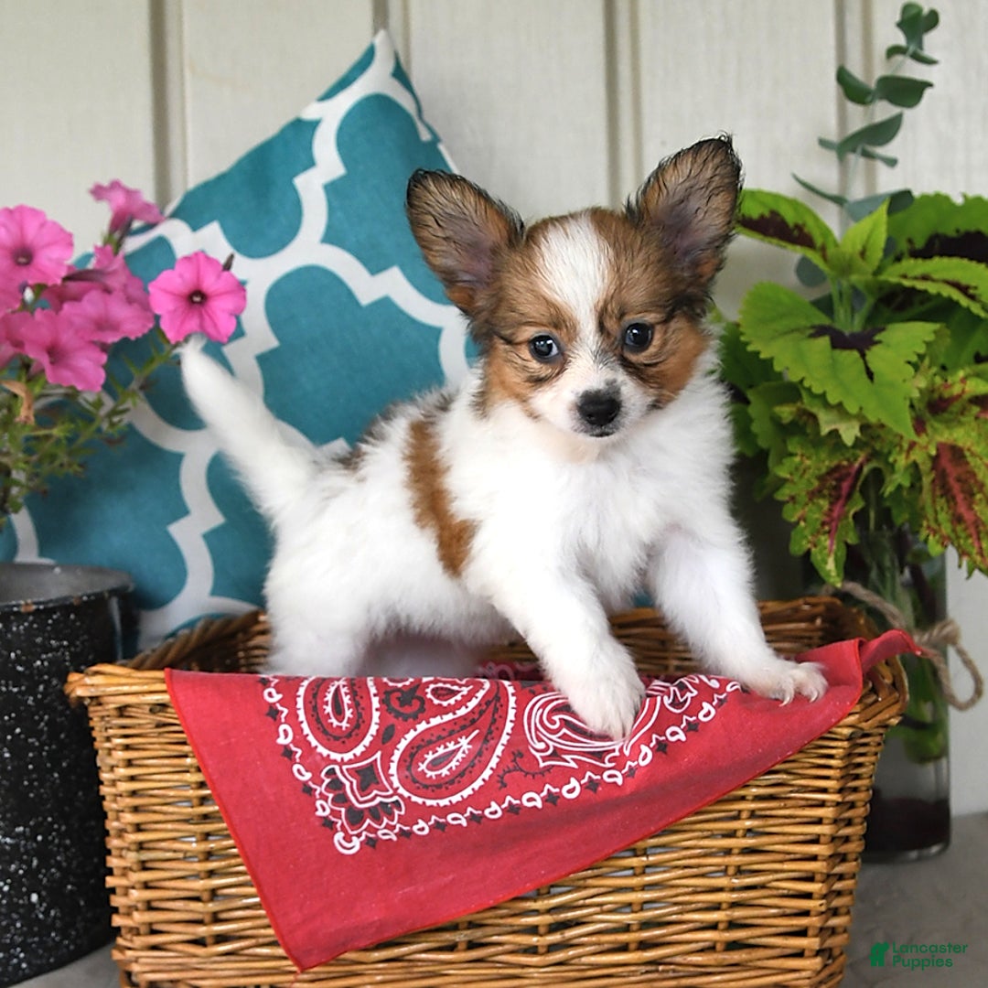 Papillon dogs for sale: Scout - Ad 11