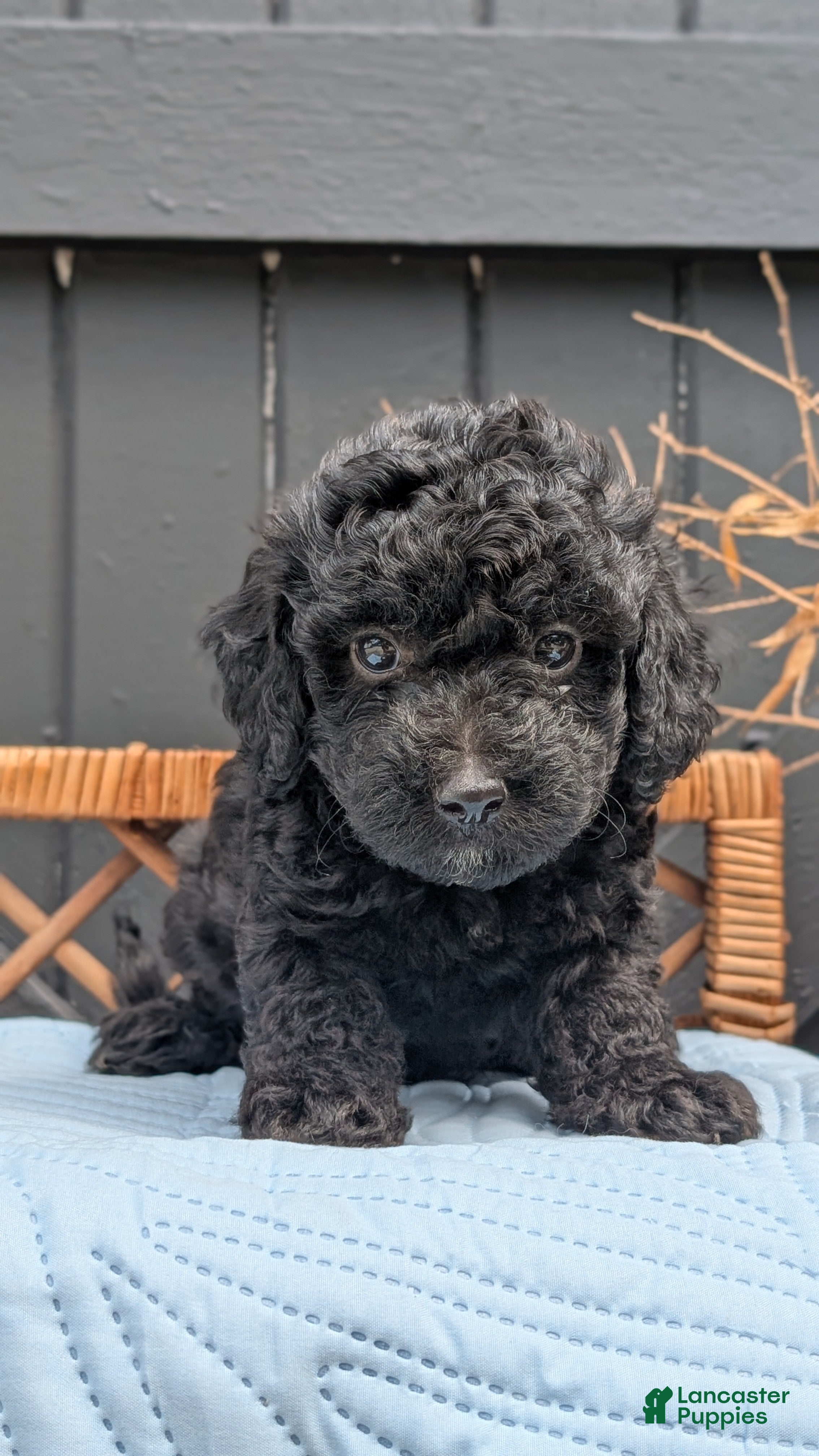 Havapoo dogs Mason - Ad 2
