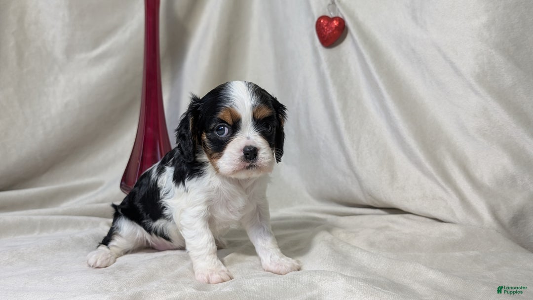 Cavalier King Charles Spaniel dogs for sale: Ruby - Ad 5