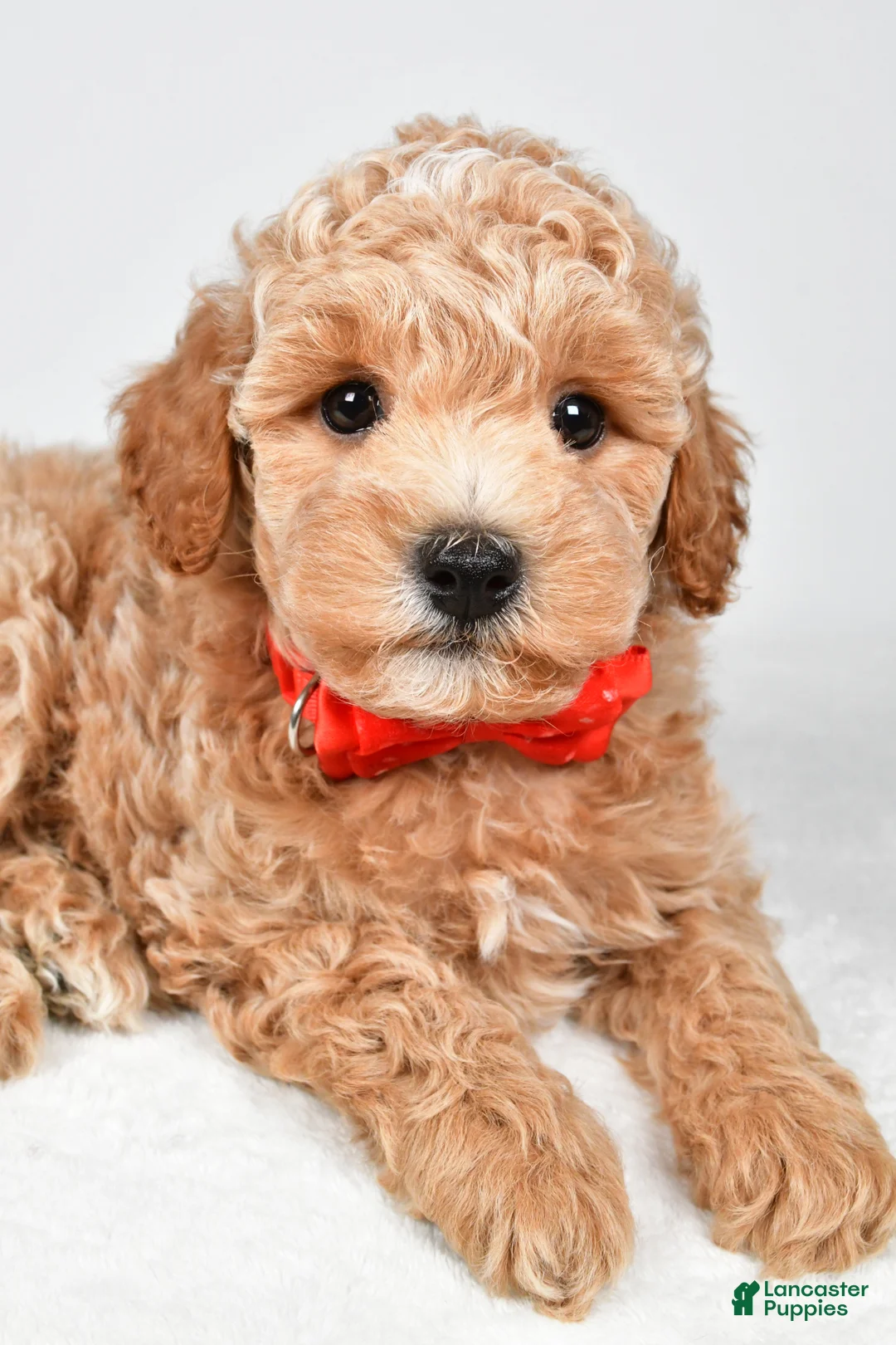 Miniature Poodle dogs for sale: Benny - Ad 2