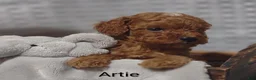 Cavapoo dogs for sale: Cavapoo F1b 1 Artie - Ad 16