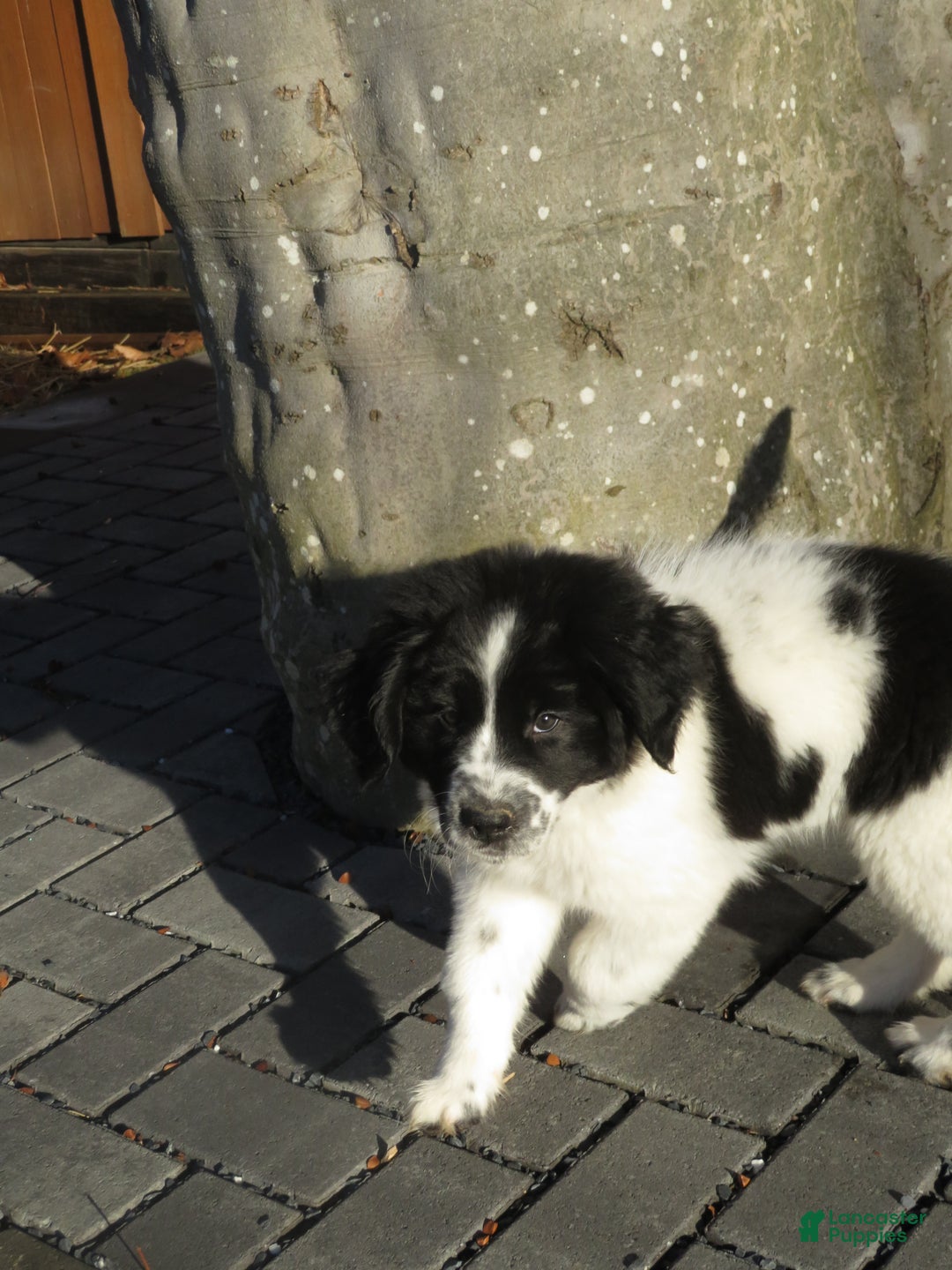 Newfoundland dogs for sale: Marcie - Ad 10
