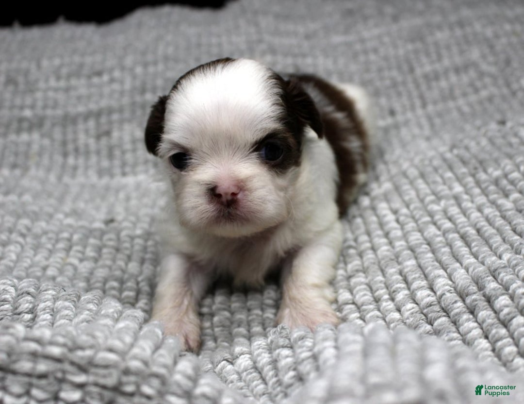 Shih Tzu dogs for sale: Spot - Ad 3