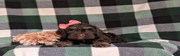 Cockapoo dogs for sale: Sofia - Ad 5