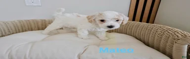 Mateo