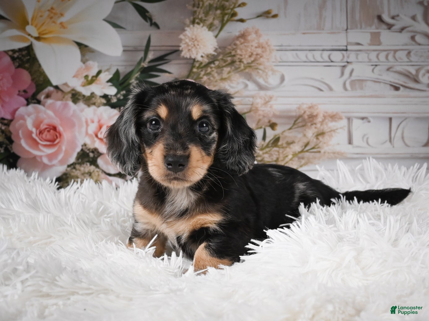 Miniature Dachshund dogs AKC-Rolo - Ad 1