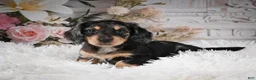 Miniature Dachshund dogs for sale: AKC-Rolo - Ad 1