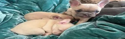 French Bulldog dogs for sale: Napoleon  - Ad 4