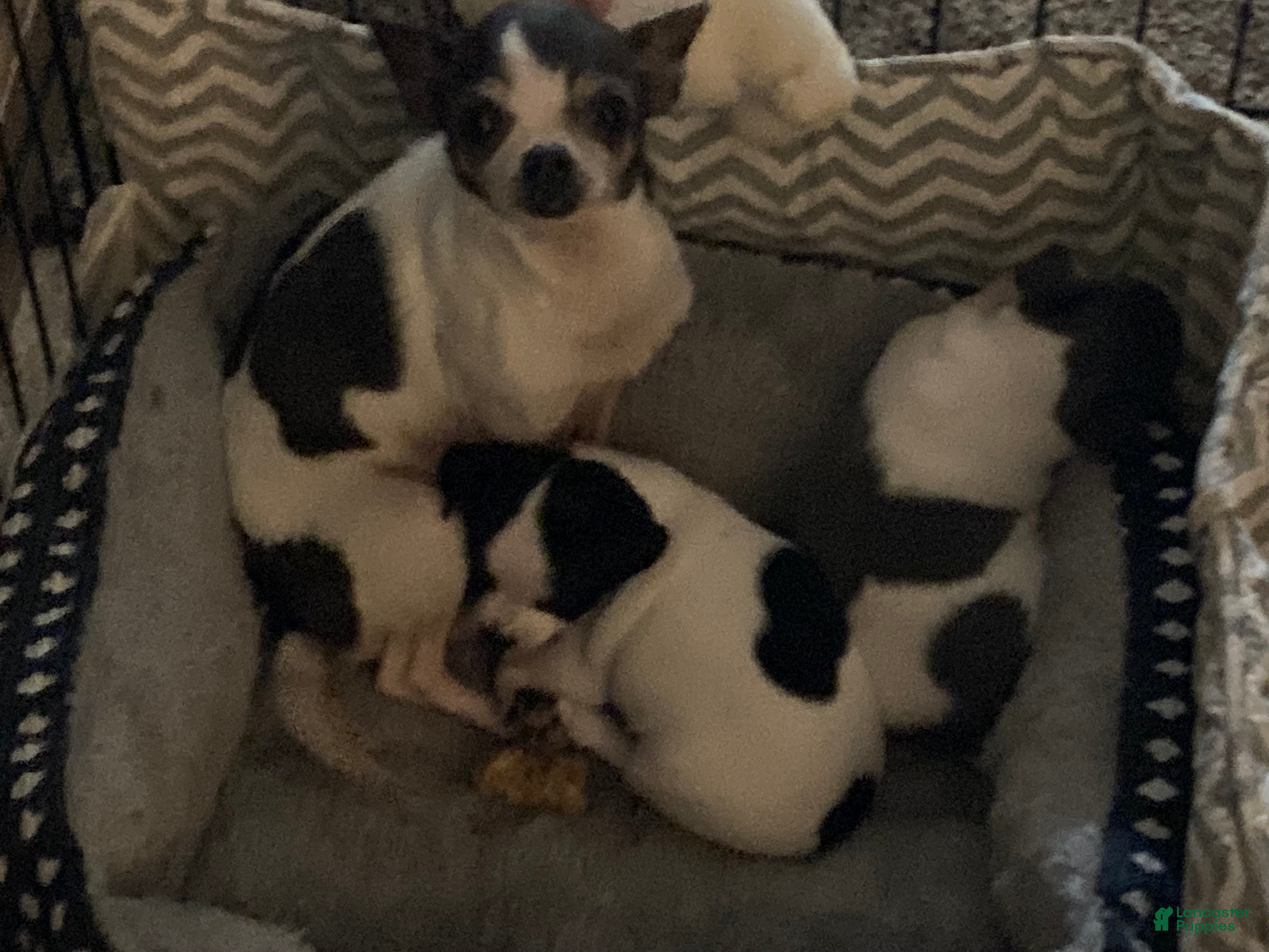 Chihuahua dogs Sugar Baby - Ad 1