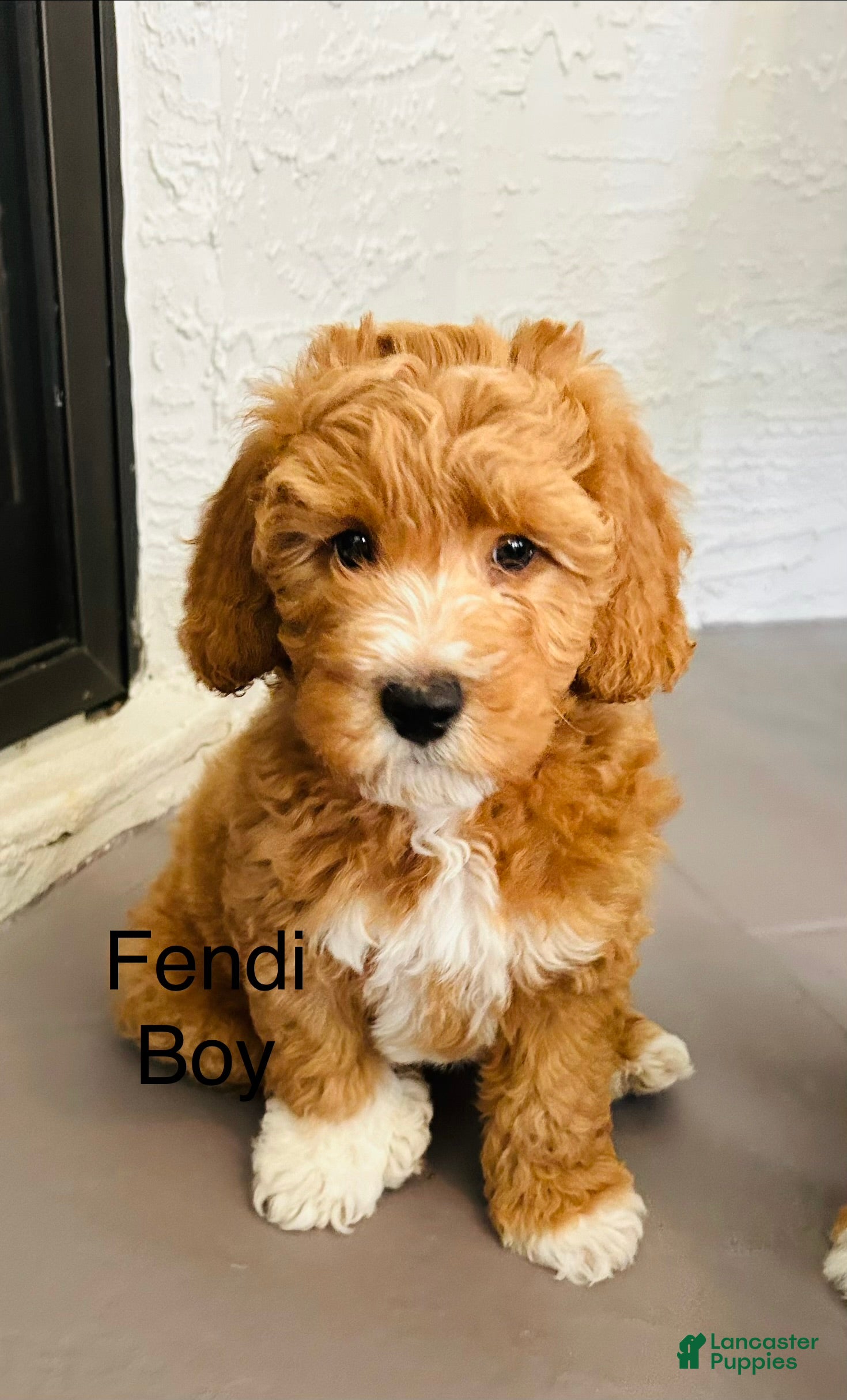 Mini Goldendoodle dogs Mini Goldendoodle Fendi - Ad 7