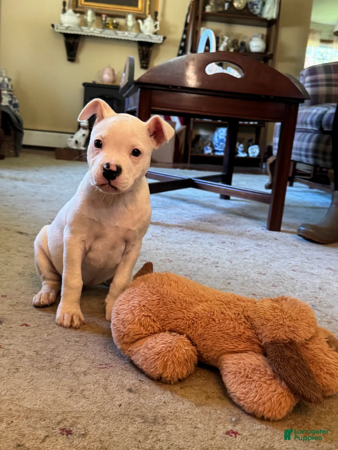 American Bulldog dogs for sale: Female 2 - Ad 2