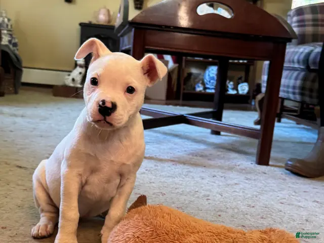 American Bulldog dogs for sale: Female 2 - Ad 2