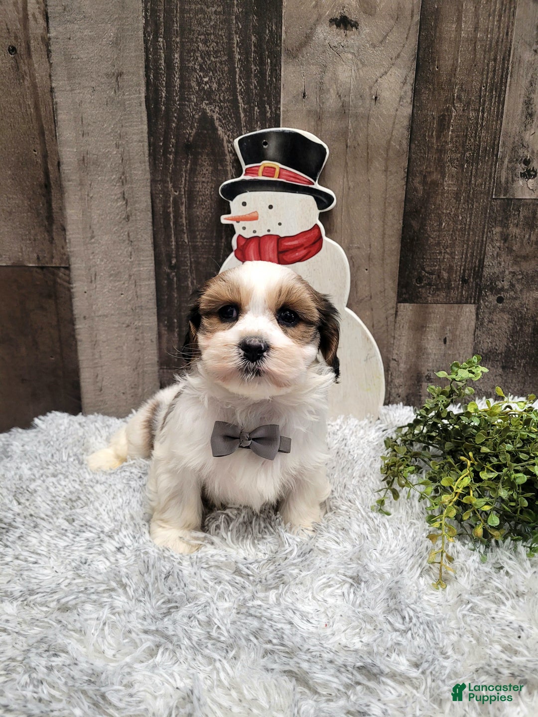 Teddy Bear dogs for sale: Wade - Ad 5