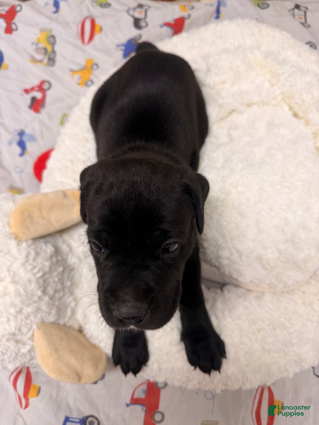 Cane Corso dogs for sale: Cane Corso Puppy 4 - Ad 6