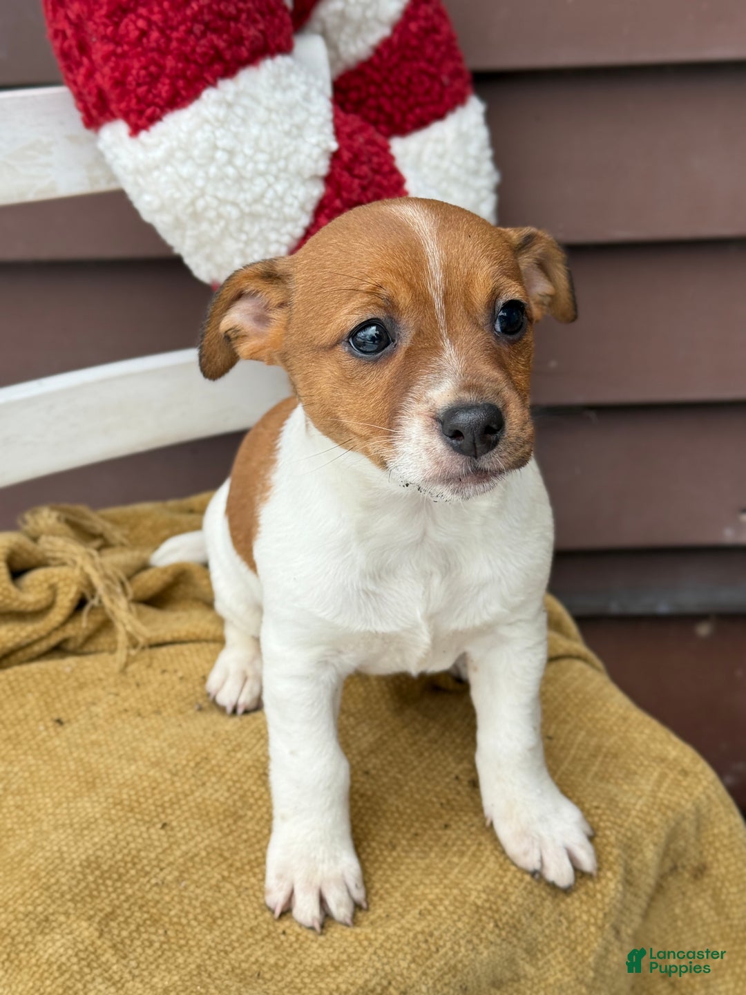 Jack Russell Terrier dogs for sale: Jingle - Ad 8